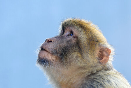 Monkey Portrait photo