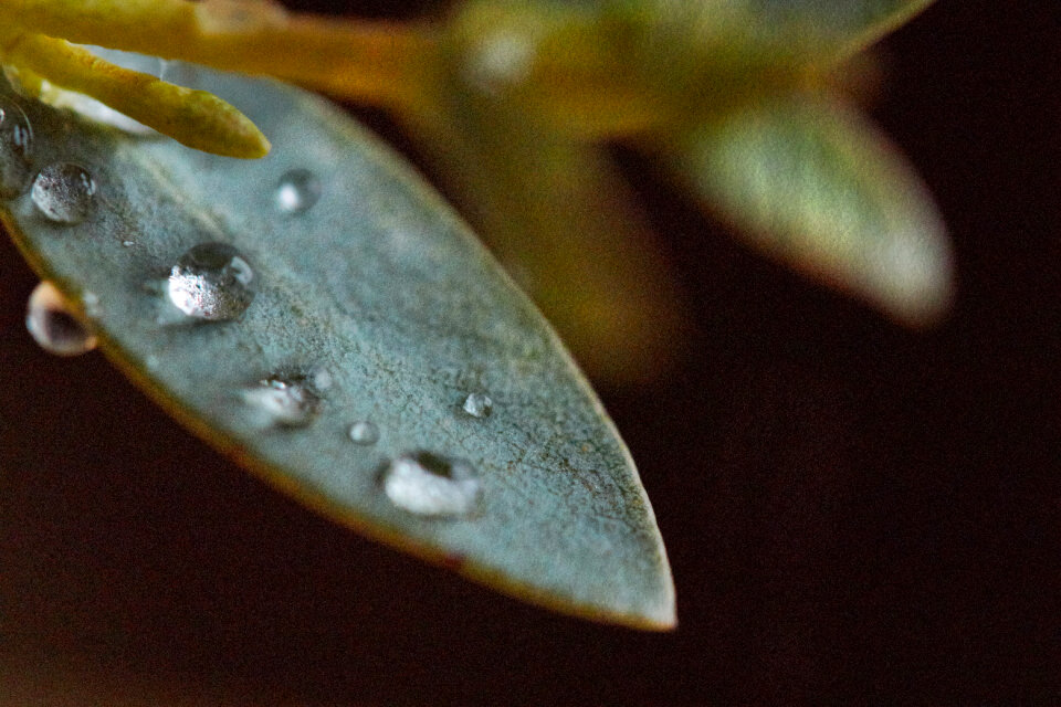 Dew Drops photo