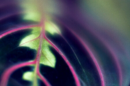 Leaf Abstract photo