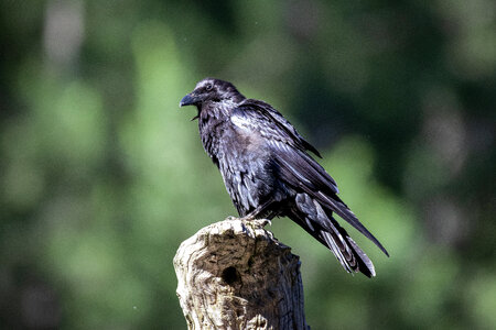 Raven Bird photo