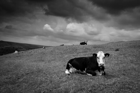 Cows Field photo