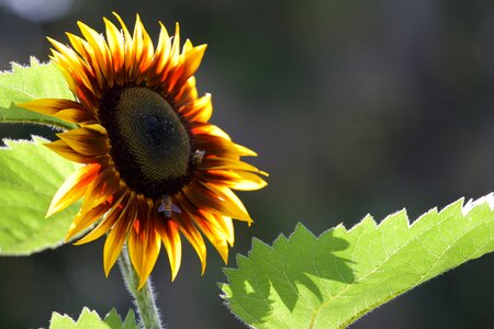 Sunflower Flowers