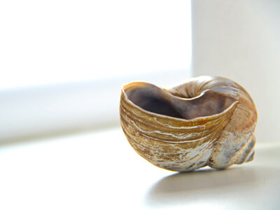Snail Shell photo