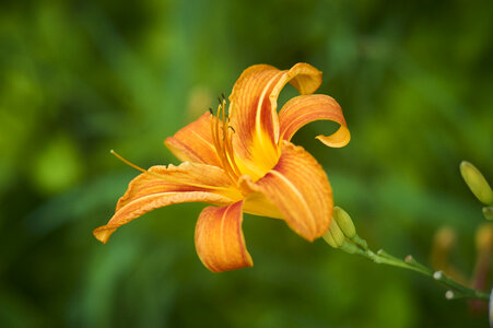 Fresh Flower