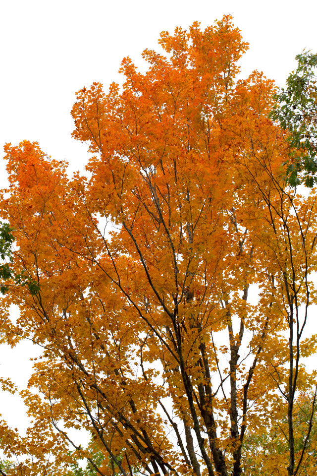 Autumn Tree