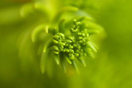Succulent Plant photo