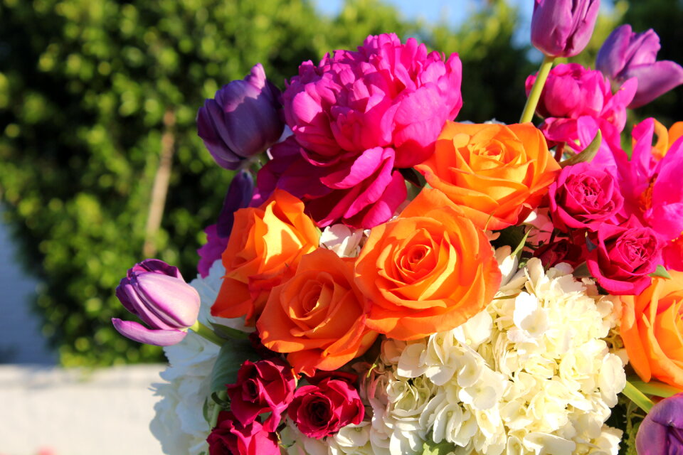 Close Up Flowers photo