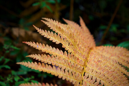 Fall Fern