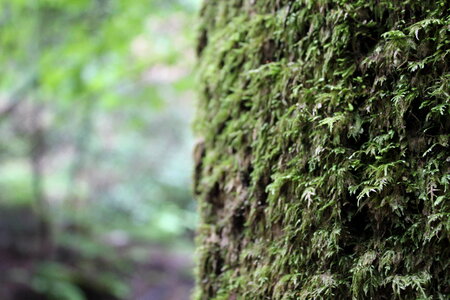 Moss Tree photo