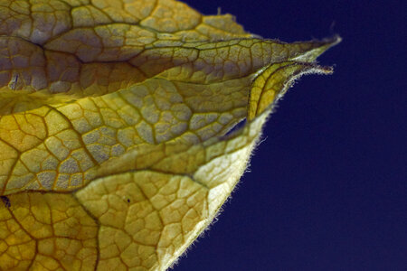 Leaf Macro photo