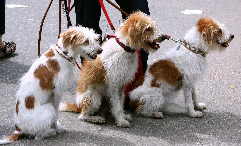 Leash leashed led photo