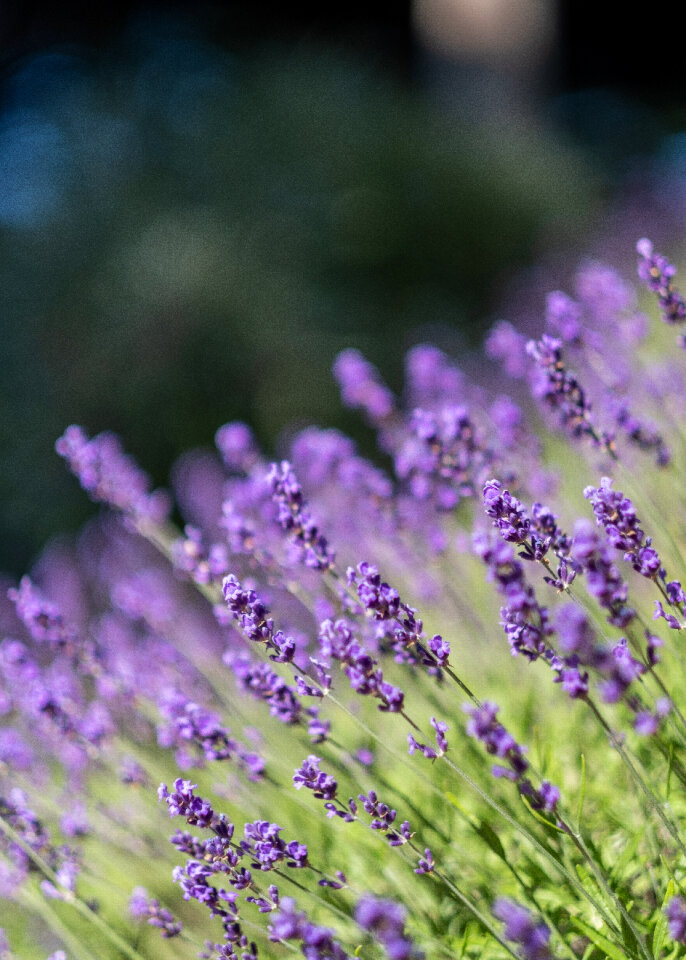 Lavender Flower photo