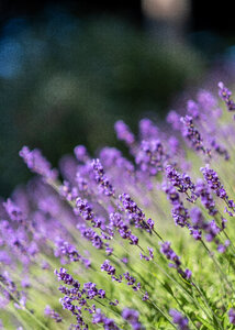 Lavender Flower