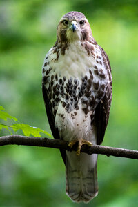 Hawk Bird photo