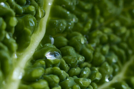 Cabbage Leaf