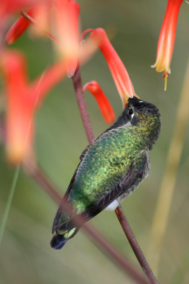 Bird Flower