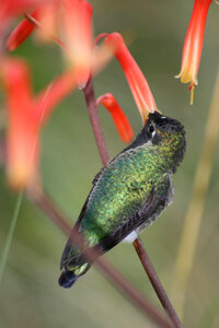 Bird Flower photo