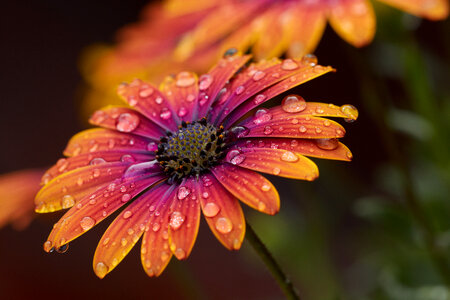 Flower Drops
