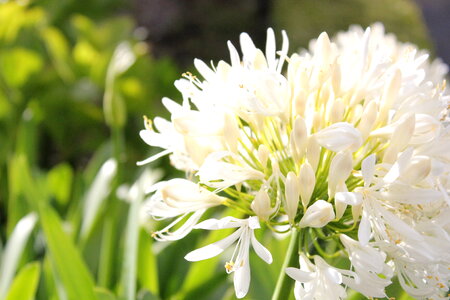 Flower Blossom