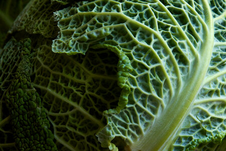 Vegetable Leaf photo