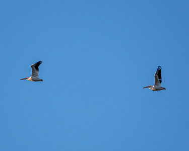 Birds Flying photo