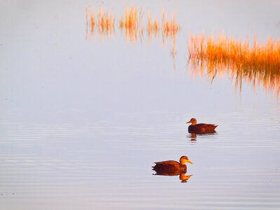 Marsh Field photo