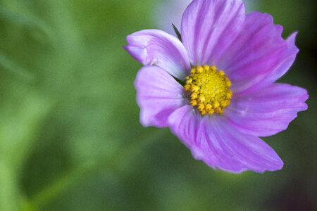 Purple Flower photo