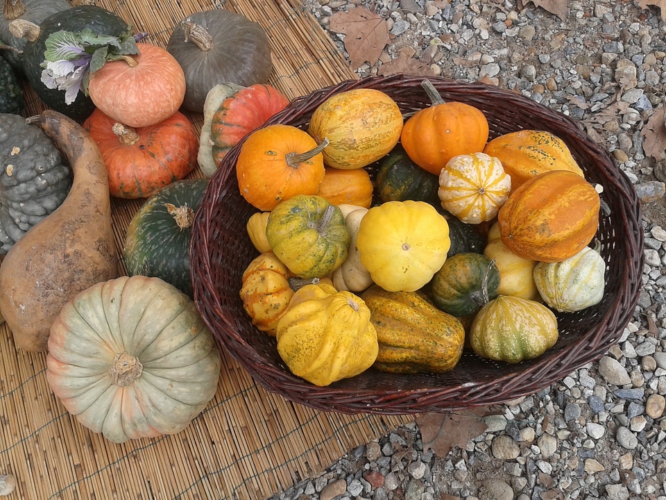 Fruit trash autumn
