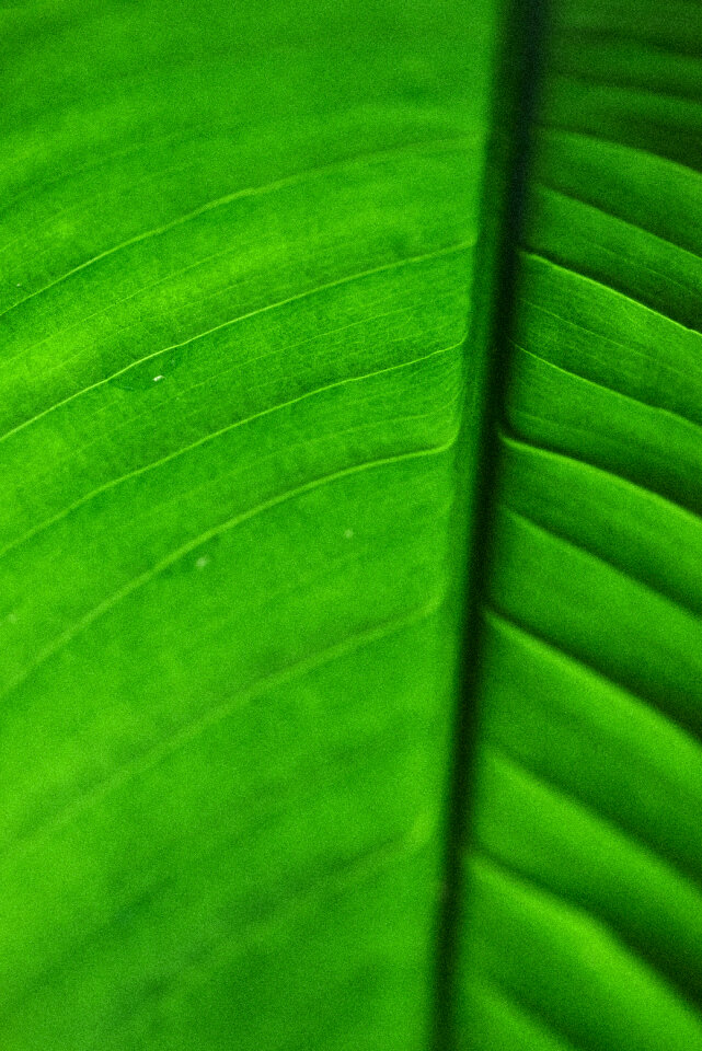Green Leaf