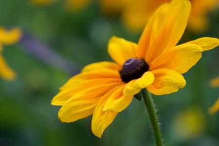 Yellow Flower photo