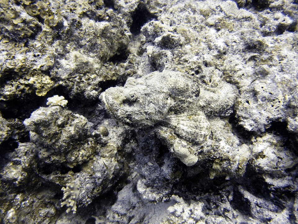 Underwater fish ocean