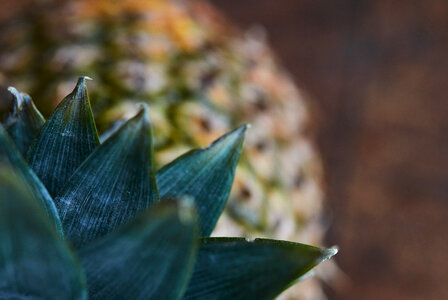 Pineapple Fruit