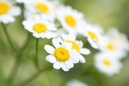 Daisies Flower photo