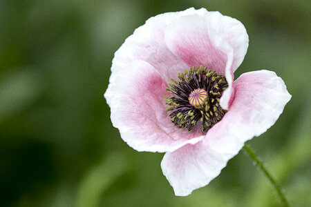 Poppy Flower