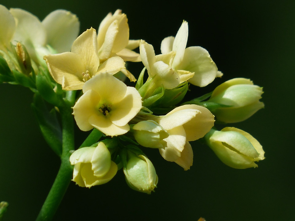 Bright yellow kalanchoe flora