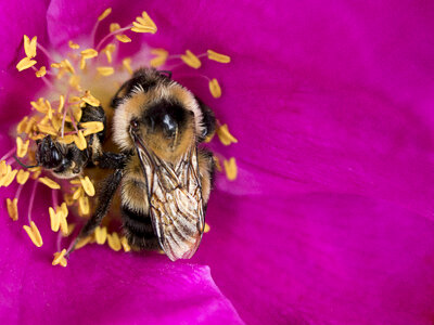 Bee Flower photo