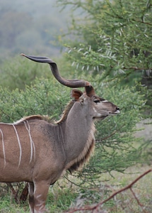 Animal wildlife wild