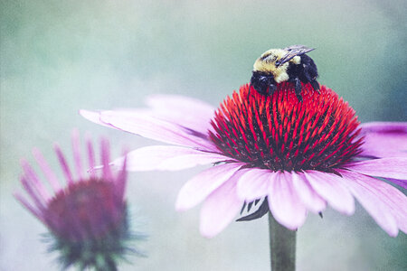 Bee Spring photo