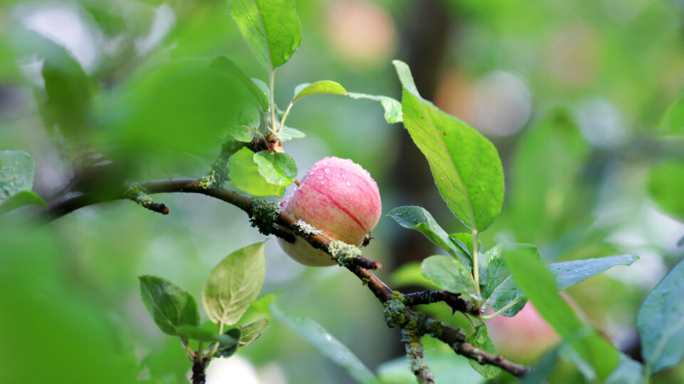Apple Tree