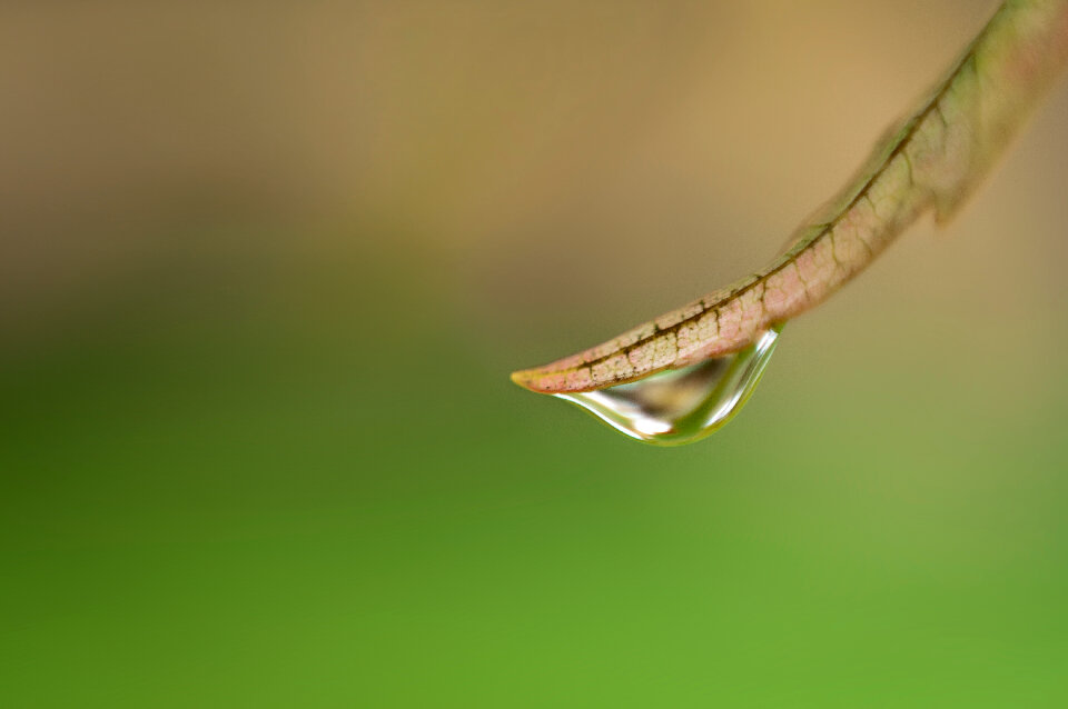 Dew Drops photo