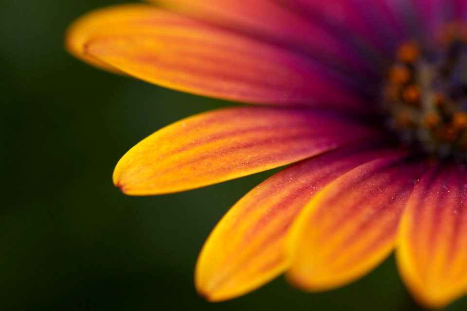 Macro Flower photo