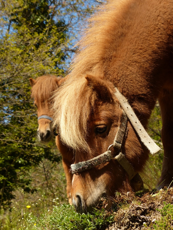Horse shetland pony animal