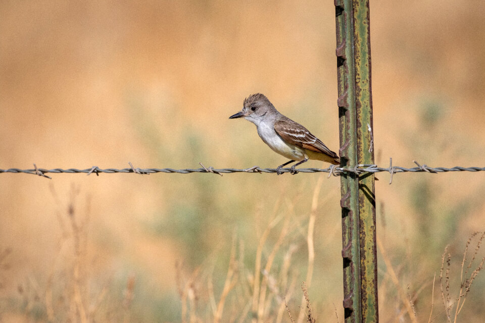 Perched Bird photo