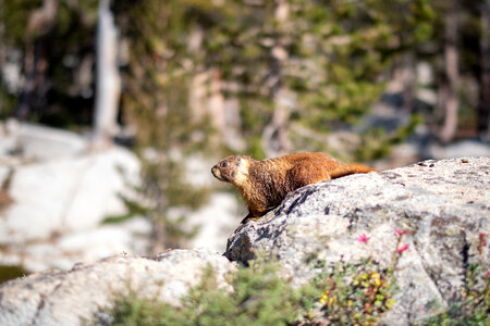 Marmot Animal