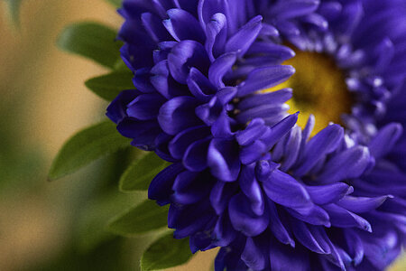 Flower Close Up