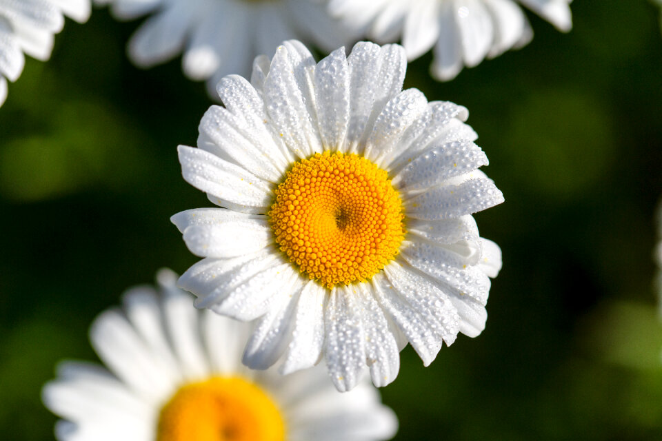 White Daisy photo