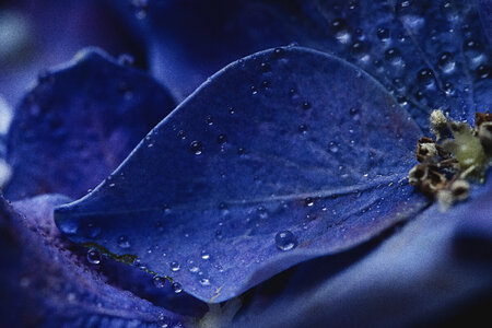 Flower Drops
