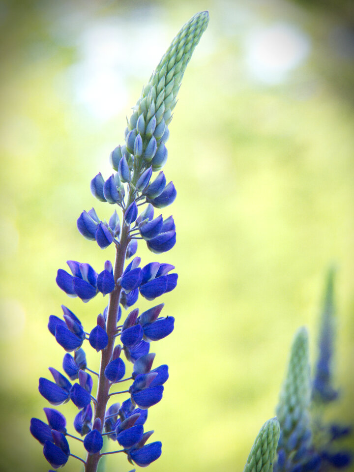 Wild Lupine photo