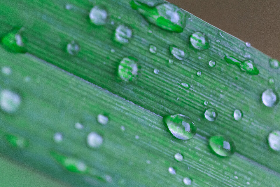 Leaf Dew photo