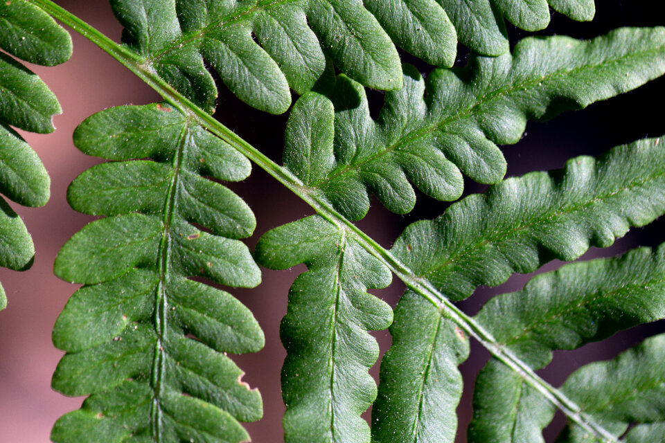 Green Fern photo